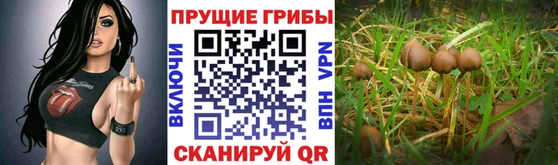 Галлюциногенные грибы Cubensis как найти закладки Салаир